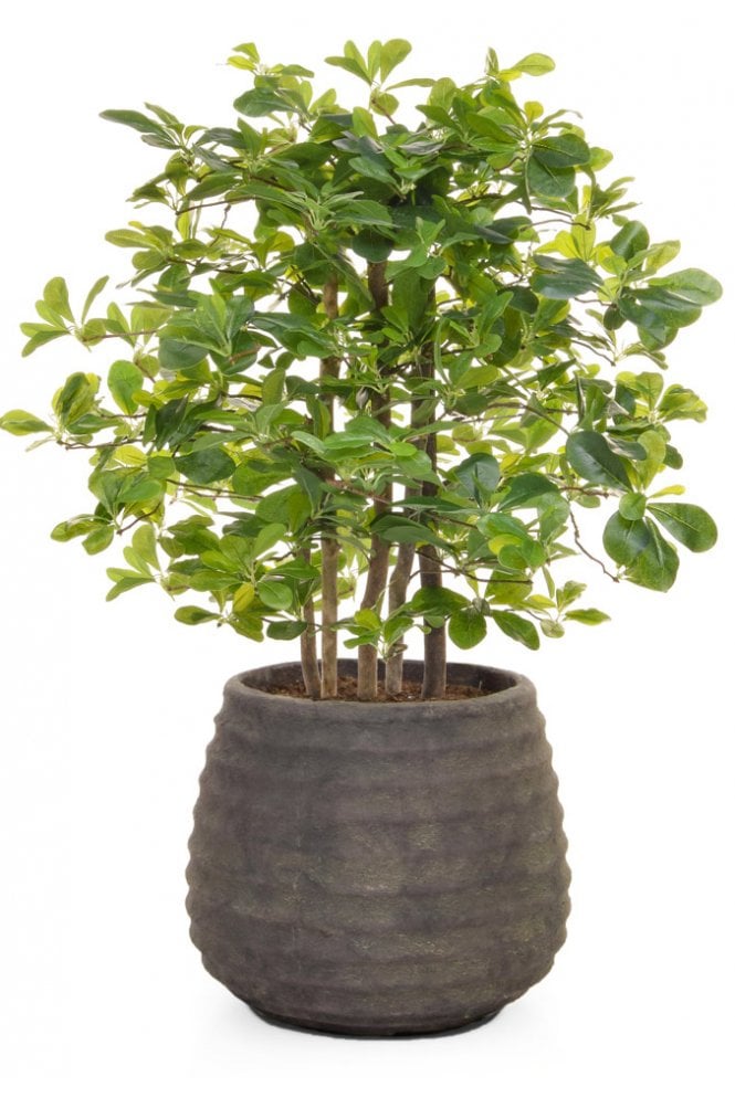Artificial Schefflera Arrangement - Taupe Base