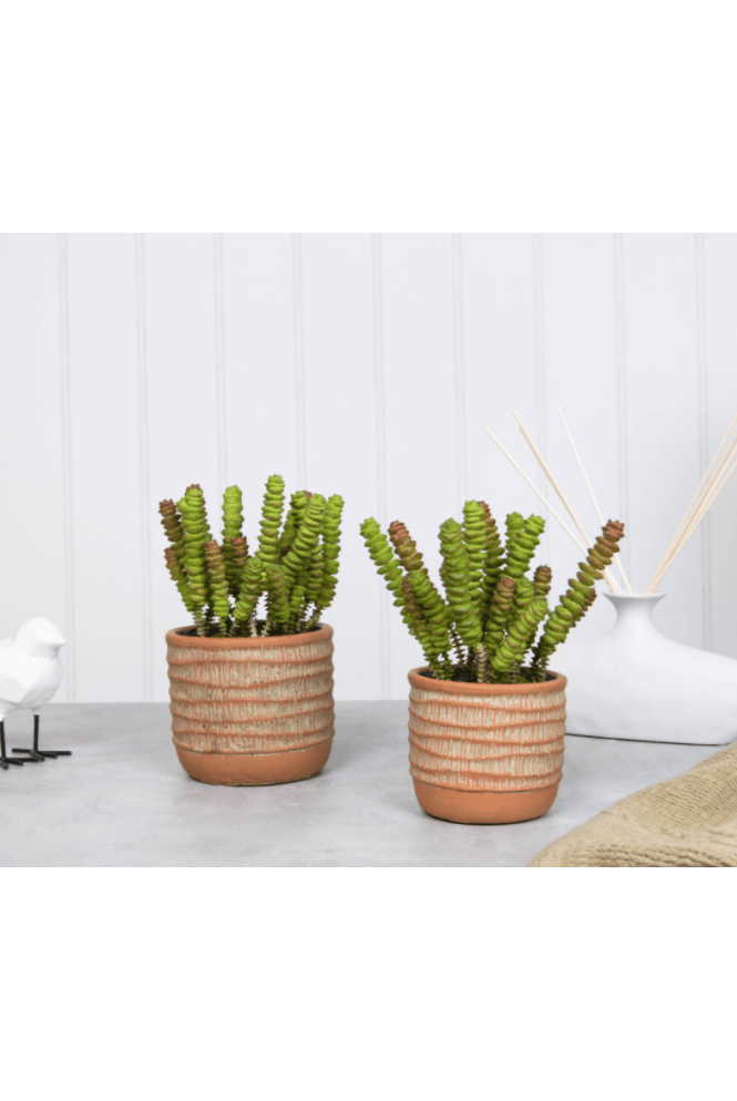 Artificial Succulent in Terracotta Base