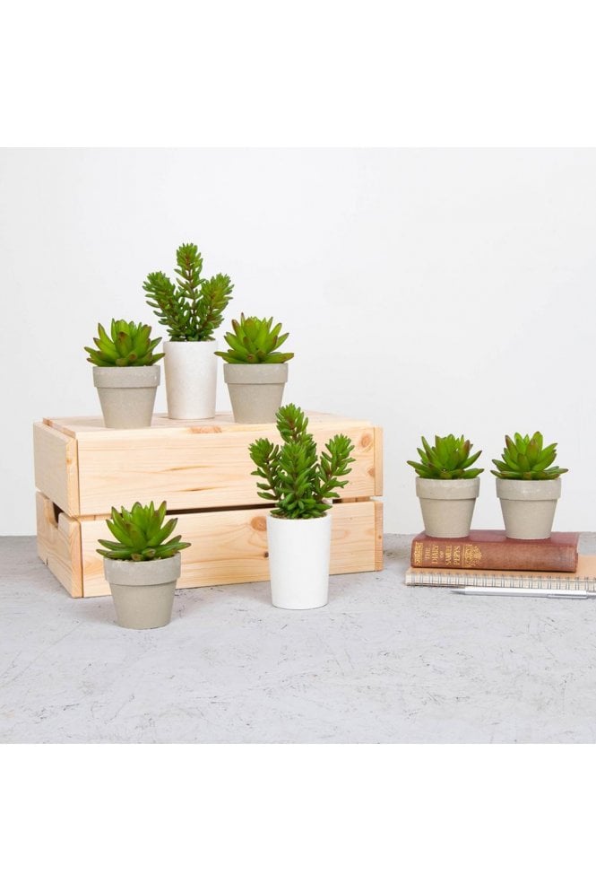 Artificial Mixed Succulent Tray 12pc