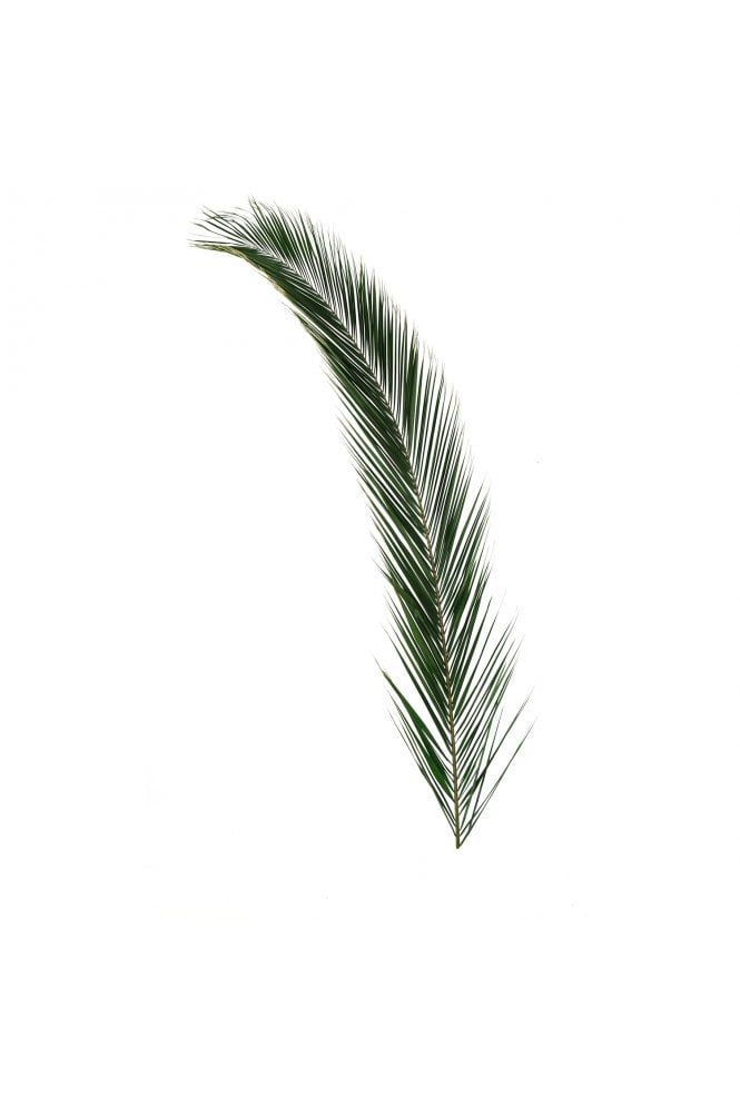 Preserved Foliage Phoenix Frond 