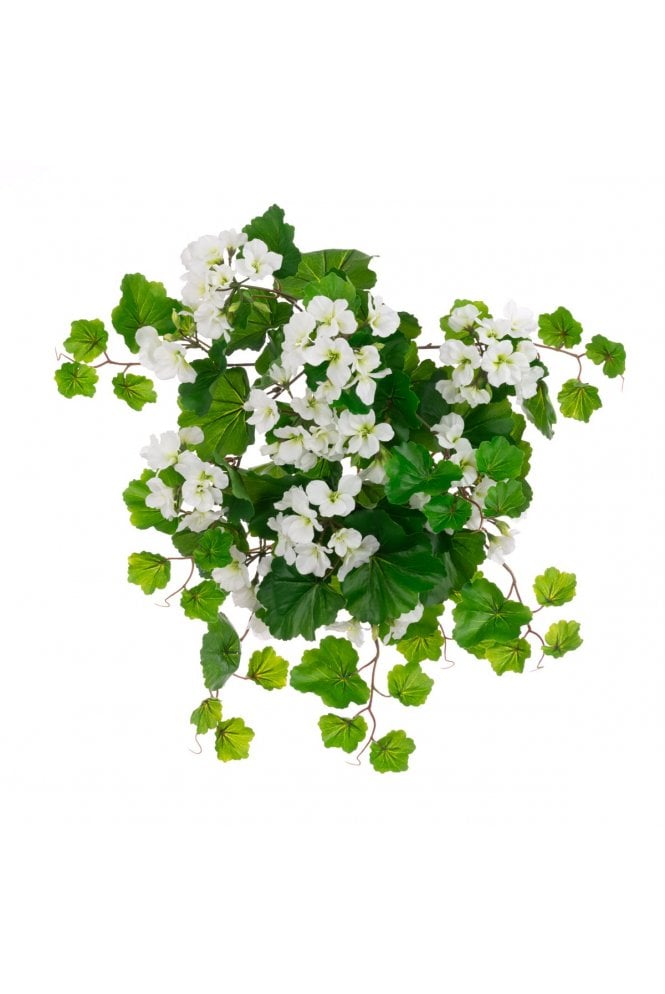UV White Geranium Bush - Eco Range